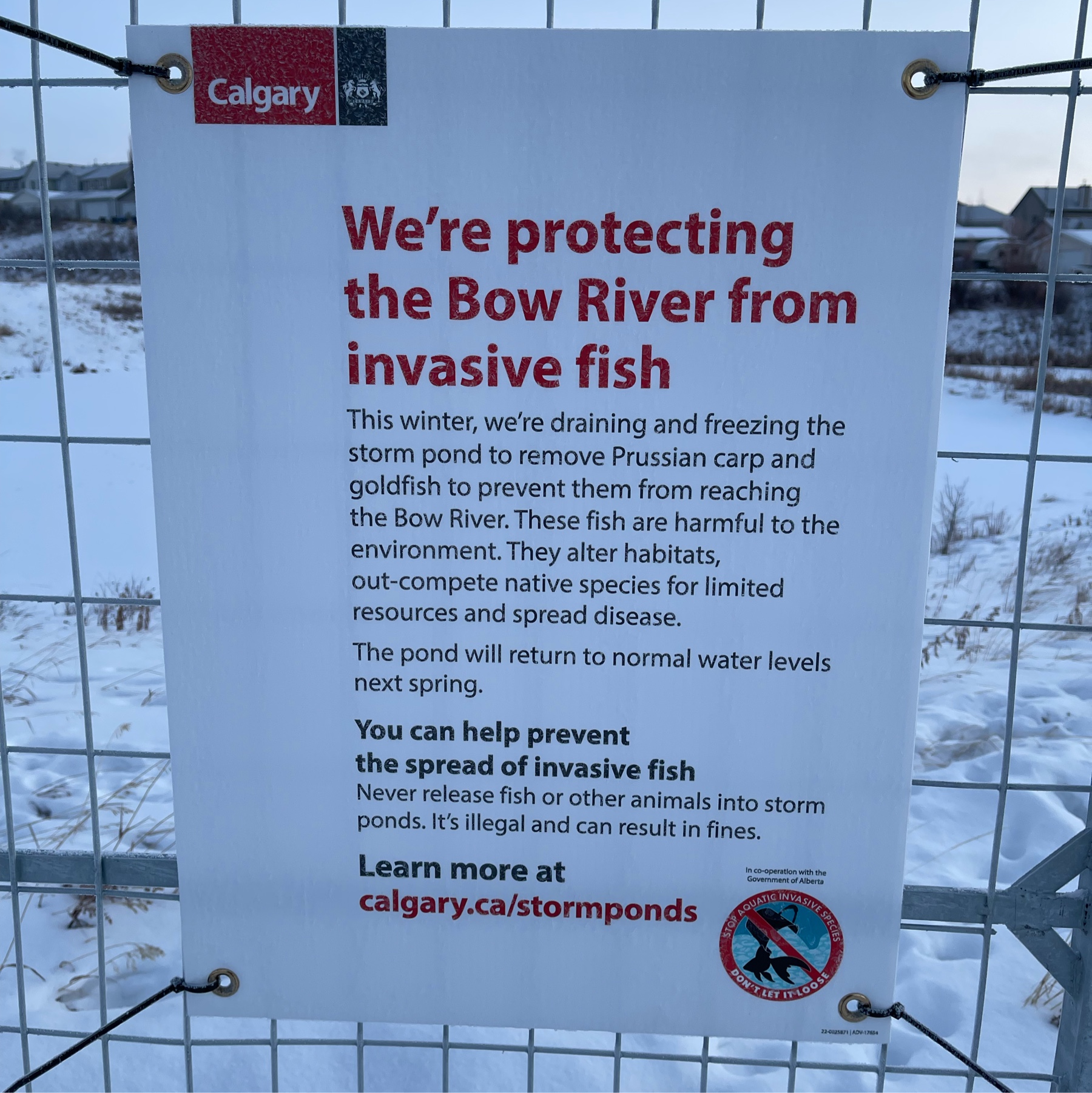 We're protecting the Bow River from invasive fish This winter, we're draining and freezing the storm pond to remove Prussian carp and goldfish to prevent them from reaching the Bow River. These fish are harmful to the environment. They alter habitats, outcompete native species for limited resources and spread disease. The pond will return to normal water levels next spring. You can help prevent the spread of invasive fish Never release fish or other animals into storm ponds. It's illegal and can result in fines. Learn more at lith the calgary.ca/stormponds